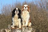 CAVALIER KING CHARLES 367